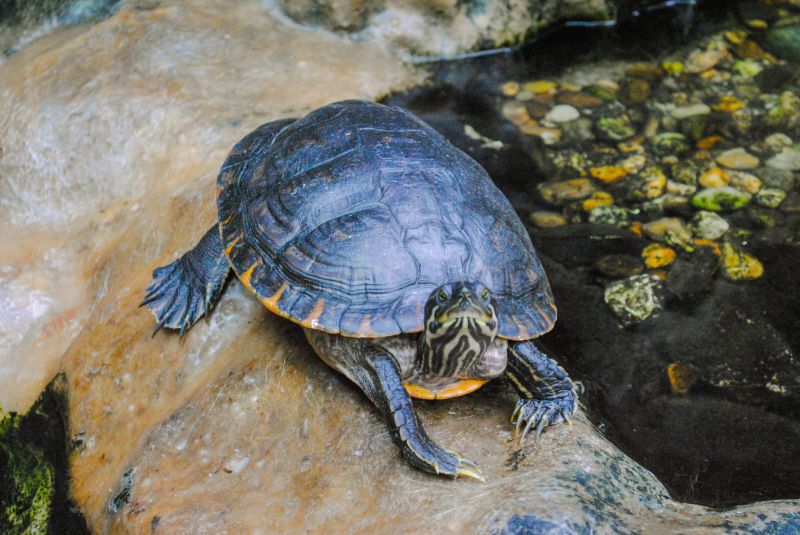 Turtle Relocation Service