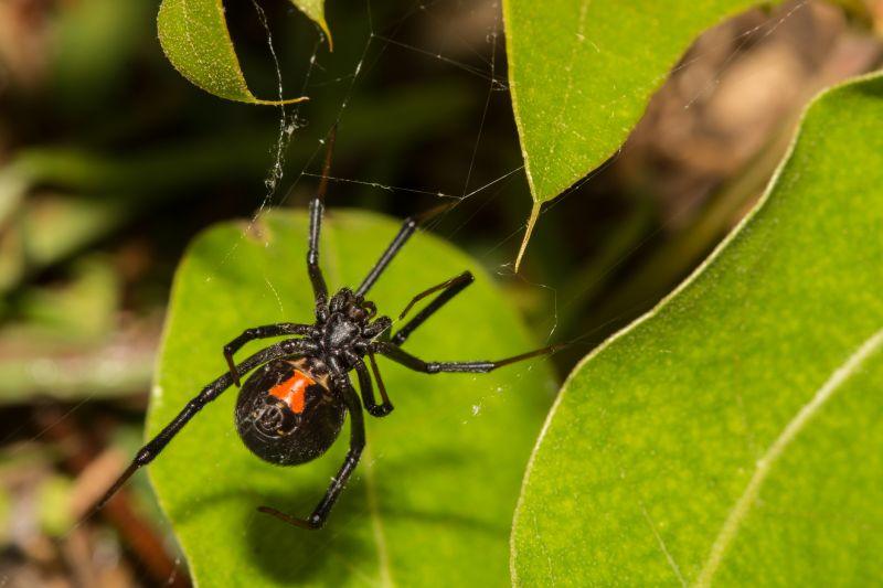 Black Widow Extermination in Fort Worth, TX
