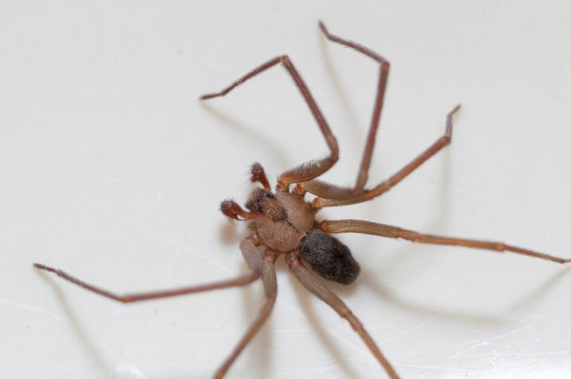 Brown Recluse Extermination in Rockwall, TX