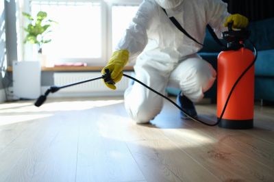 Spider Extermination Service in Rockwall, TX