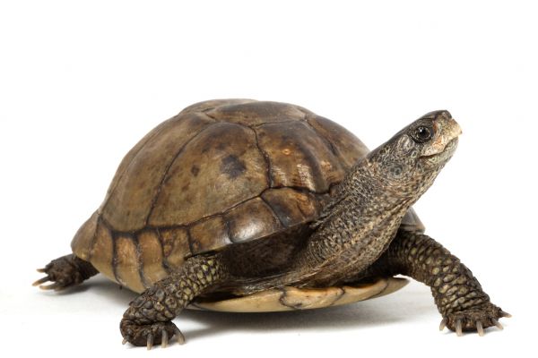 Turtle Removal