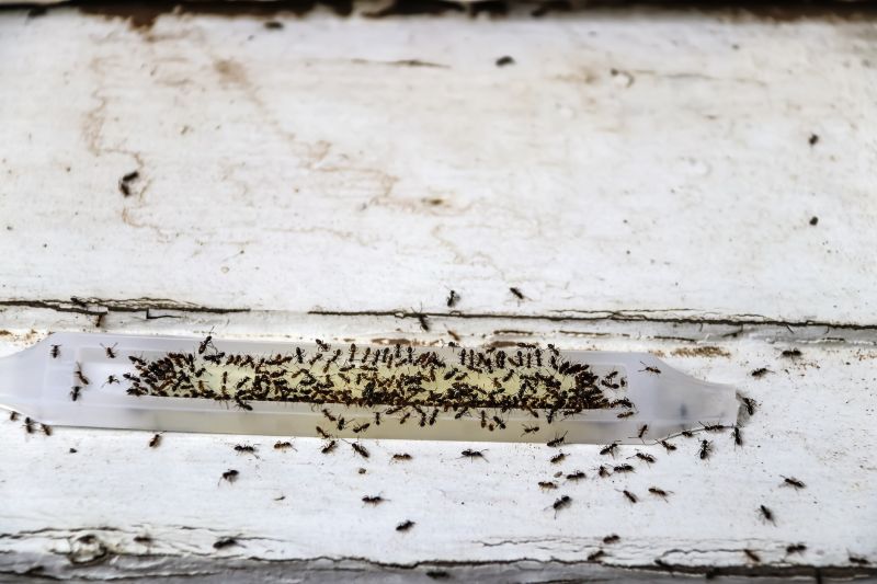 Ant Control Service in Denton, TX