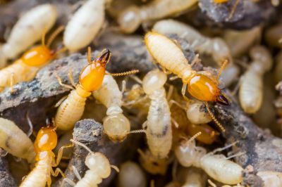Commercial Termite Treatment in Frisco, TX