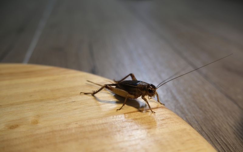 Cricket Removal Service in Mckinney, TX