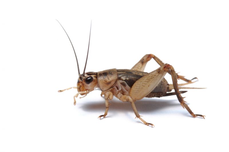 Cricket Removal Service in New Braunfels, TX