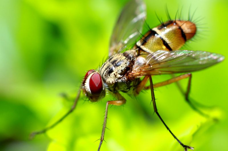 Fly Infestation Extermination in New Braunfels, TX