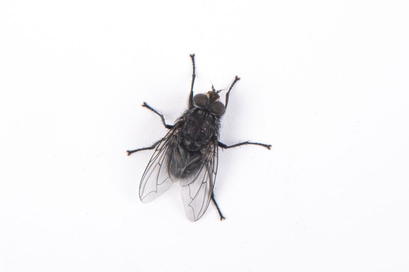 Fruit Fly Extermination in Katy, TX
