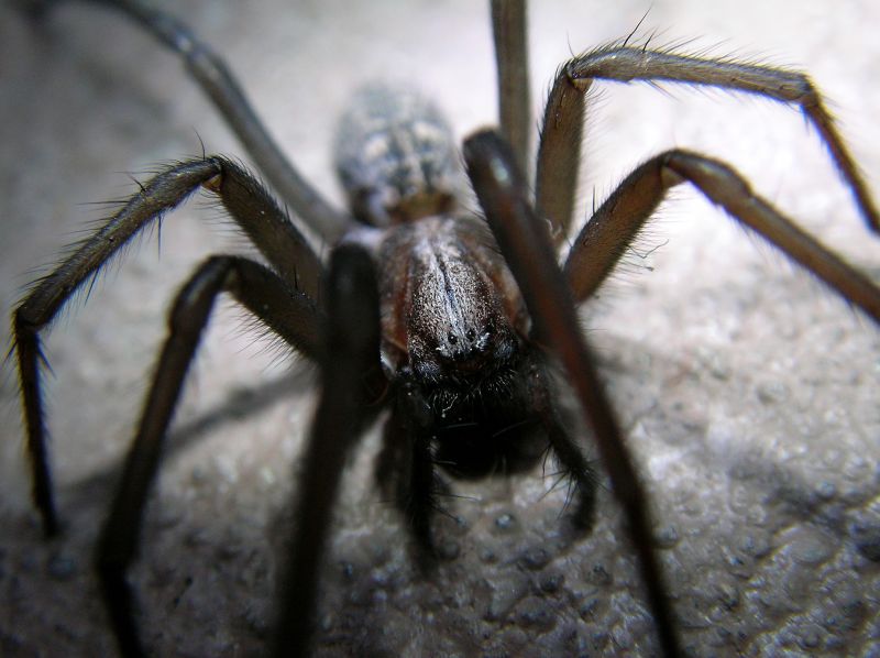 Hobo Spider Extermination in Denton, TX