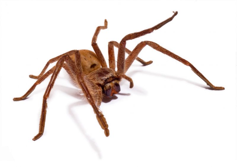 Huntsman Spider Extermination in Fort Worth, TX