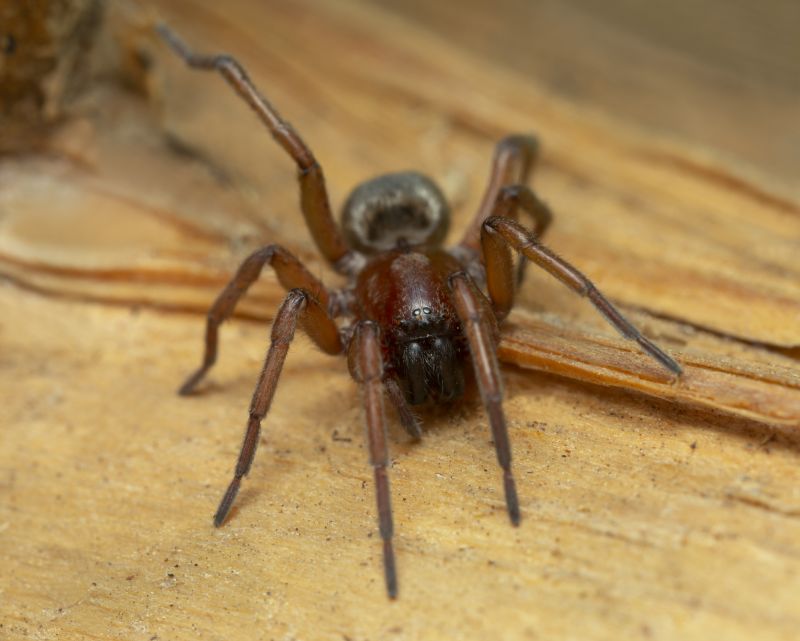 Mouse Spider Extermination in Frisco, TX