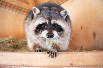Signs You Have Raccoons In Your Attic And Why Professional Removal Matters