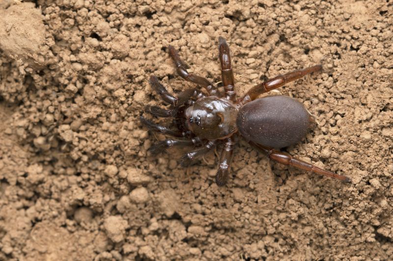 Trapdoor Spider Removal in New Braunfels, TX