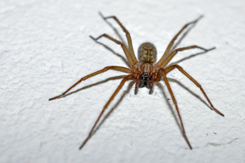 Trapdoor Spider Removal in Frisco, TX