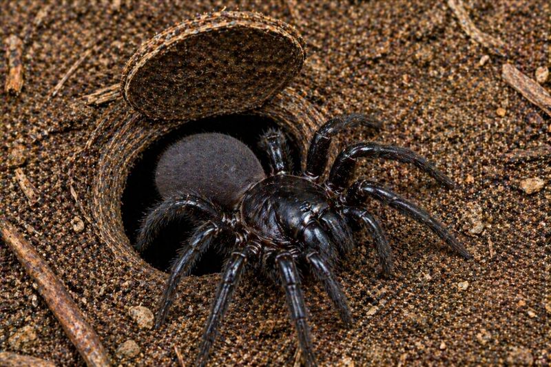 Trapdoor Spider Removal in Rockwall, TX