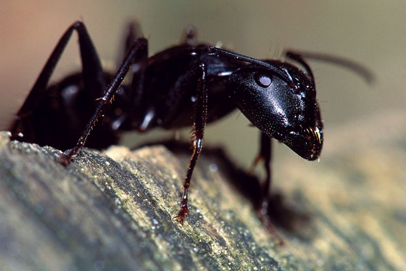 Velvet Ant Extermination in Frisco, TX