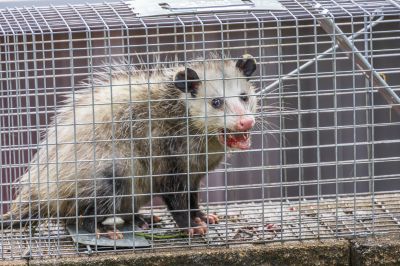 Opossum