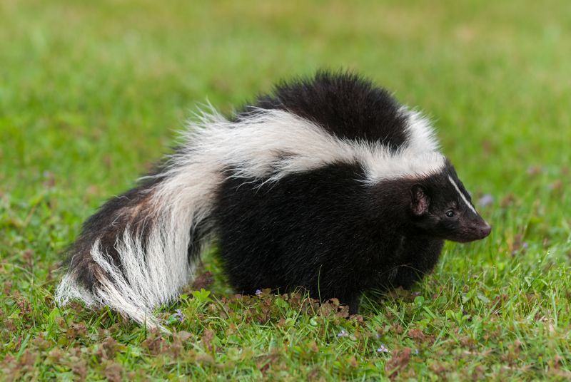 Skunk Activity