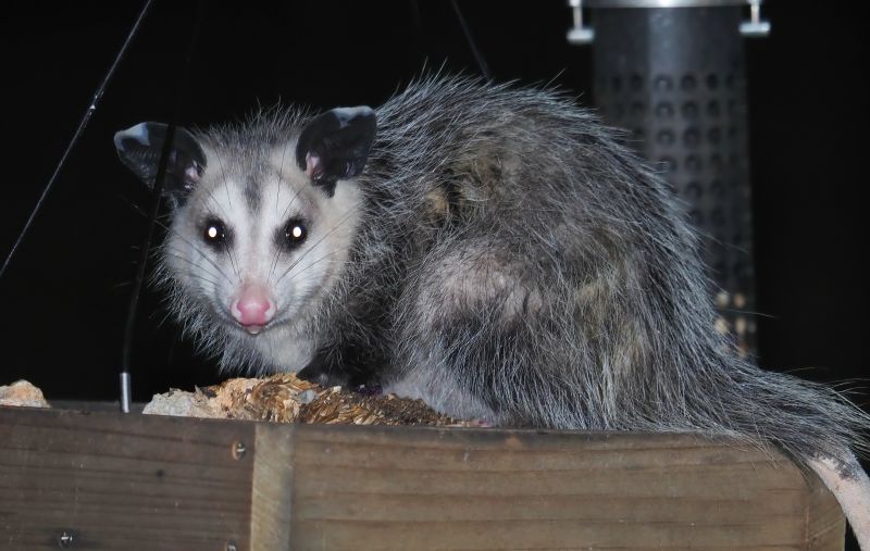Opossum Entry